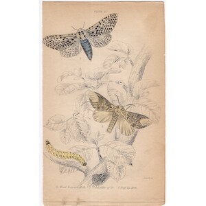 1843 antique BUTTERFLY MOTH engraving original antique entomology print insects Lepidoptera Caterpillar
