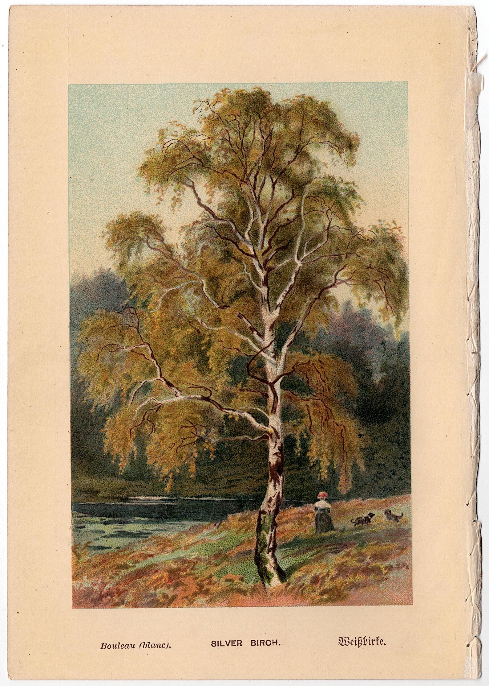 C. 1888 SILVER BIRCH TREE Lithograph • Original Antique Print • Tree ...