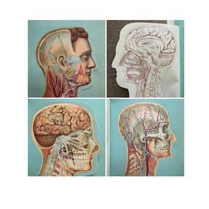 c. 1912 HEAD ANATOMY interactive lithograph • original antique print • medical illustration • 3D layers • human anatomy • layers of the head