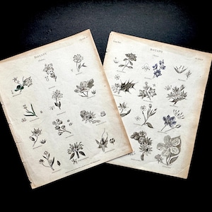 c. 1803 BOTANY ENGRAVINGS • original antique prints • Rees cyclopedia • botanical prints • orders & classes of plants prints  • 8.5 X 10.5&quot;