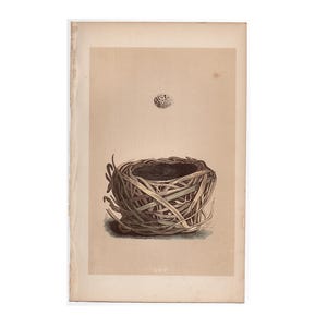 c.1875 ANTIQUE NEST & EGG lithograph - original antique print - antique bird nest print - hand colored lithograph by Morris -