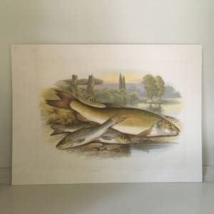 c. 1879 ANTIQUE FISH print • original antique print • sea life • beach house art by Houghton • freshwater fish • Gudgeon & barbel minnow