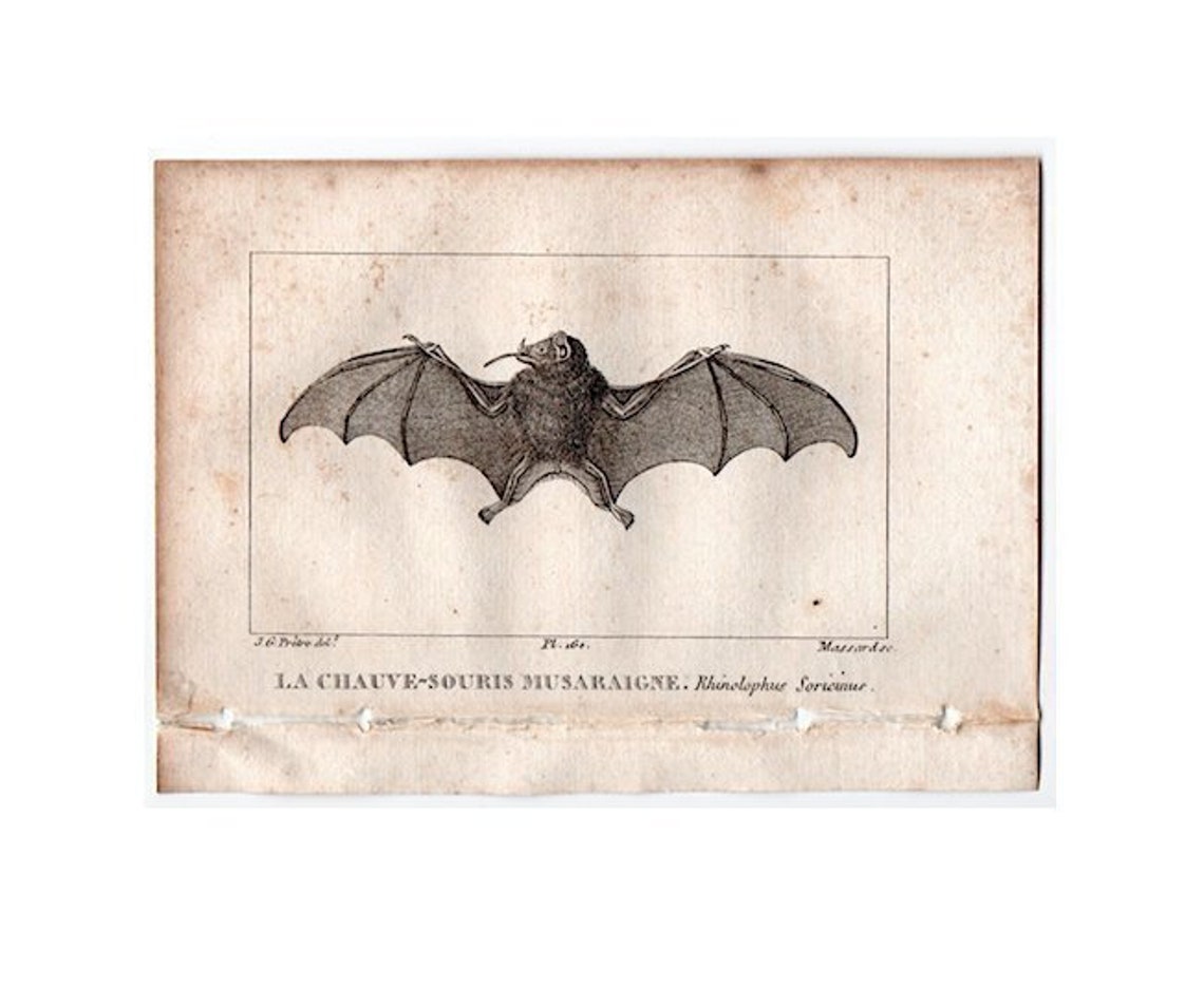 c. 1825 antieke VAMPIER gravure-originele antieke print-Buffon image 0