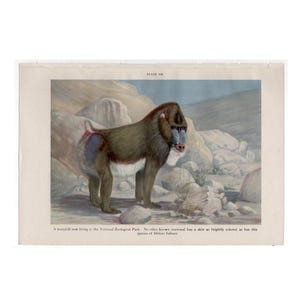 Litografía de mandril babuino c. 1934 • impresión vintage original • impresión de mono del viejo mundo • impresión de primate • impresión de papio • impresión de animal africano