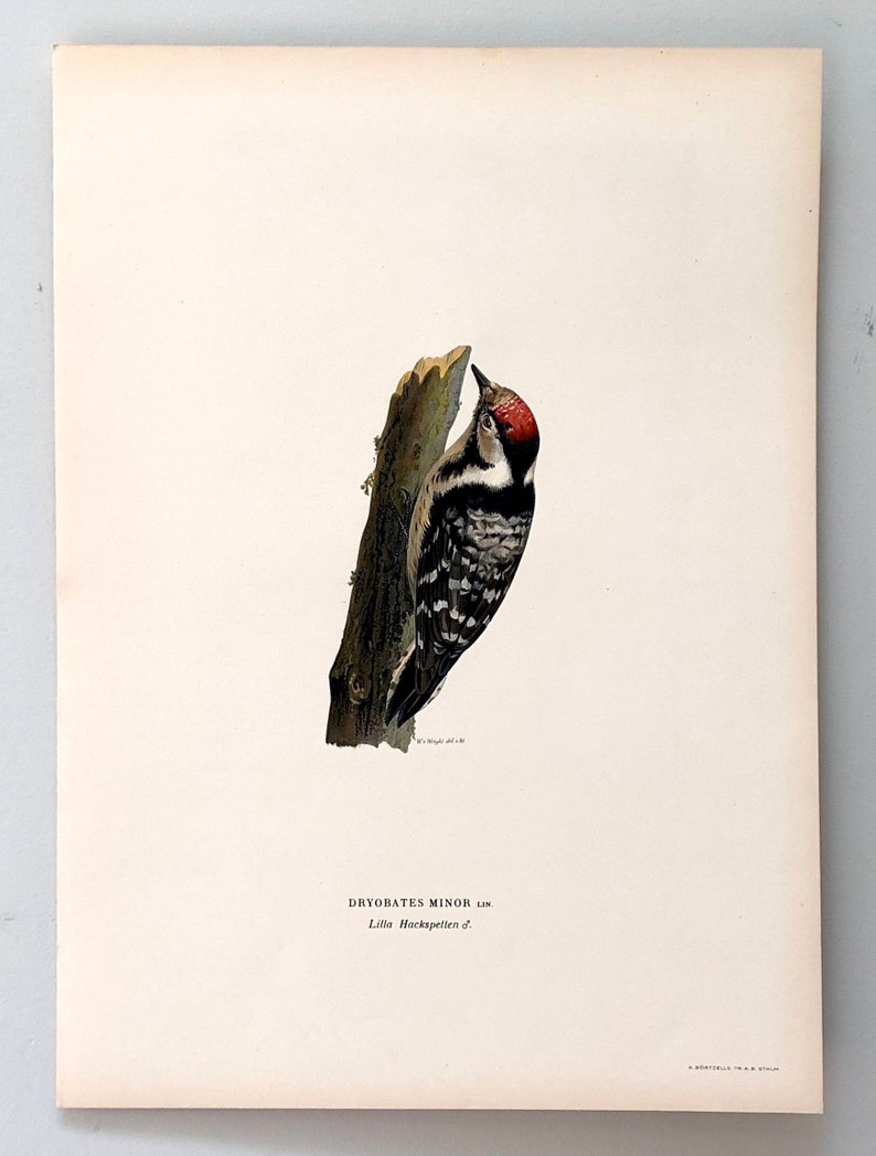 gorgeous color lithograph 1924 WOODPECKER print Lesser Spotted Woodpecker c Wright Swedish ornithology original antique bird print