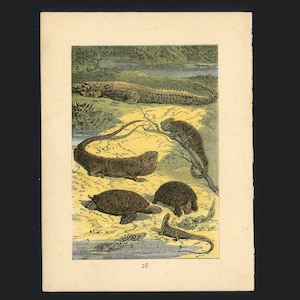 TINY! c. 1882  REPTILES lithograph • original antique print • animal scene • Buffon •  fishes print • skate - cod - flounder • fluke