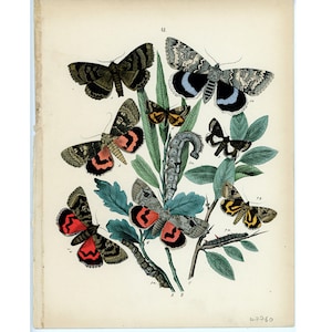 c. 1882 ANTIQUE MOTH lithograph • original antique print • insect print • butterfly print • print of moths •  caterpillar print • botanical