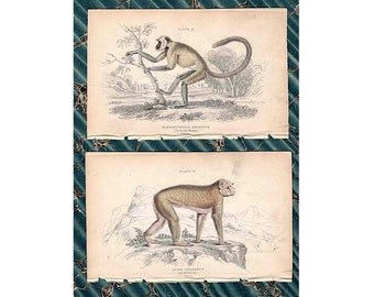 c. 1833 PRIMATE engravings • set of 2 original antique prints • Jardine prints • hand colored • entellus monkey print & barbary ape