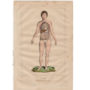 c. 1835 HUMAN ANATOMY engraving •  original antique print • medical illustration • human body print • dissection print • hand colored