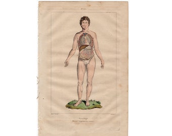 c. 1835 HUMAN ANATOMY engraving •  original antique print • medical illustration • human body print • dissection print • hand colored