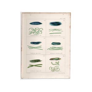 c. 1872 GREEN SEAWEED print • original antique prints • marine botanicals • phycology prints • marine algae • British Sea-Weeds • sea flora