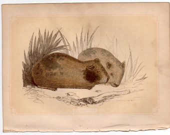 Grabado de cobayas c. 1853 • Grabado antiguo original • Animal salvaje • Grabado de Bicknell • Grabado antiguo de animales • Grabado en madera