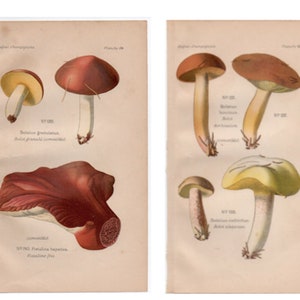 c. 1891 MUSHROOM lithographs • set of 2 original antique prints - Mycologia prints - fungus prints • botanicals • mushrooms