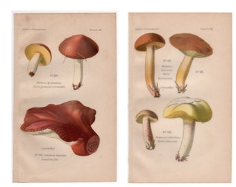 Könnte beinhalten: Zwei Vintage-Botanikausdrucke mit detaillierten Illustrationen verschiedener Pilze. Die Drucke zeigen Pilze mit braunen, roten und gelben Kappen und weißen Stielen. Die Illustrationen sind mit wissenschaftlichen Namen und Nummern beschriftet.