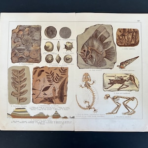 c. 1878 LARGE FOSSIL lithograph • original antique print • prehistoric life print • fossil animals • prehistoric organisms • extinct animals
