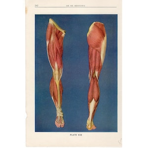 c 1940 LEGS lithograph • original vintage print • human anatomy • medical illustration • human body parts • leg anatomy • muscular system