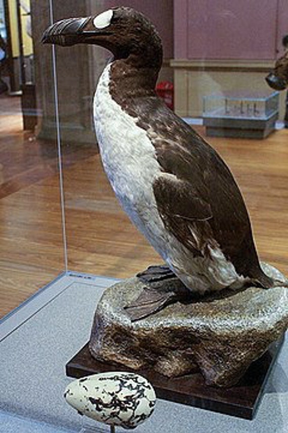 C. 1896 GREAT AUK EGG Print • Original Antique Print
