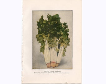 c. 1920 CELERY print • original antique print • vegetable print • fruit print • kitchen art • celery stalk print • medicinal plant print