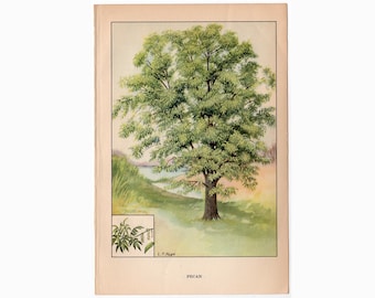 c. 1930 PECAN TREE  lithograph • original vintage print • nut tree print • plant print • pecan print • botanical print • Hickory tree print