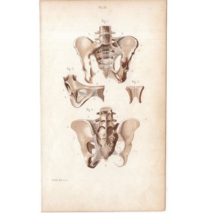 c. 1846 HIP BONES engraving - original antique print • human anatomy print - skeleton print - medical illustration • bones of the pelvis