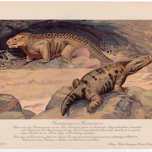 c. 1902 MASTODONSAURUS & PAREIOSAURUS lithograph • original antique print - fossil reptiles - extinct animal - prehistoric animal • dinosaur