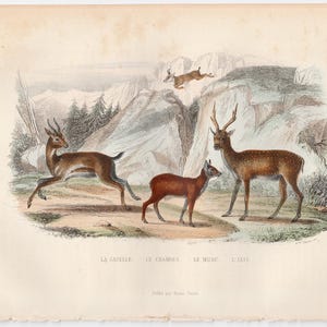 c. 1858 ANTELOPES engraving • original antique print • pronghorn print • gazelle print • musk deer print • axis deer • chital • ruminants