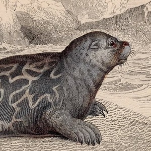 c. 1833 SEAL engraving original antique print pinniped print Jardine marine animal print marbled seal image 2