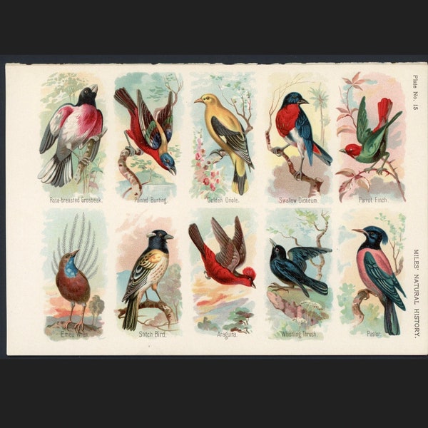 Antique Bird Print Etsy Antique Bird Print Etsy