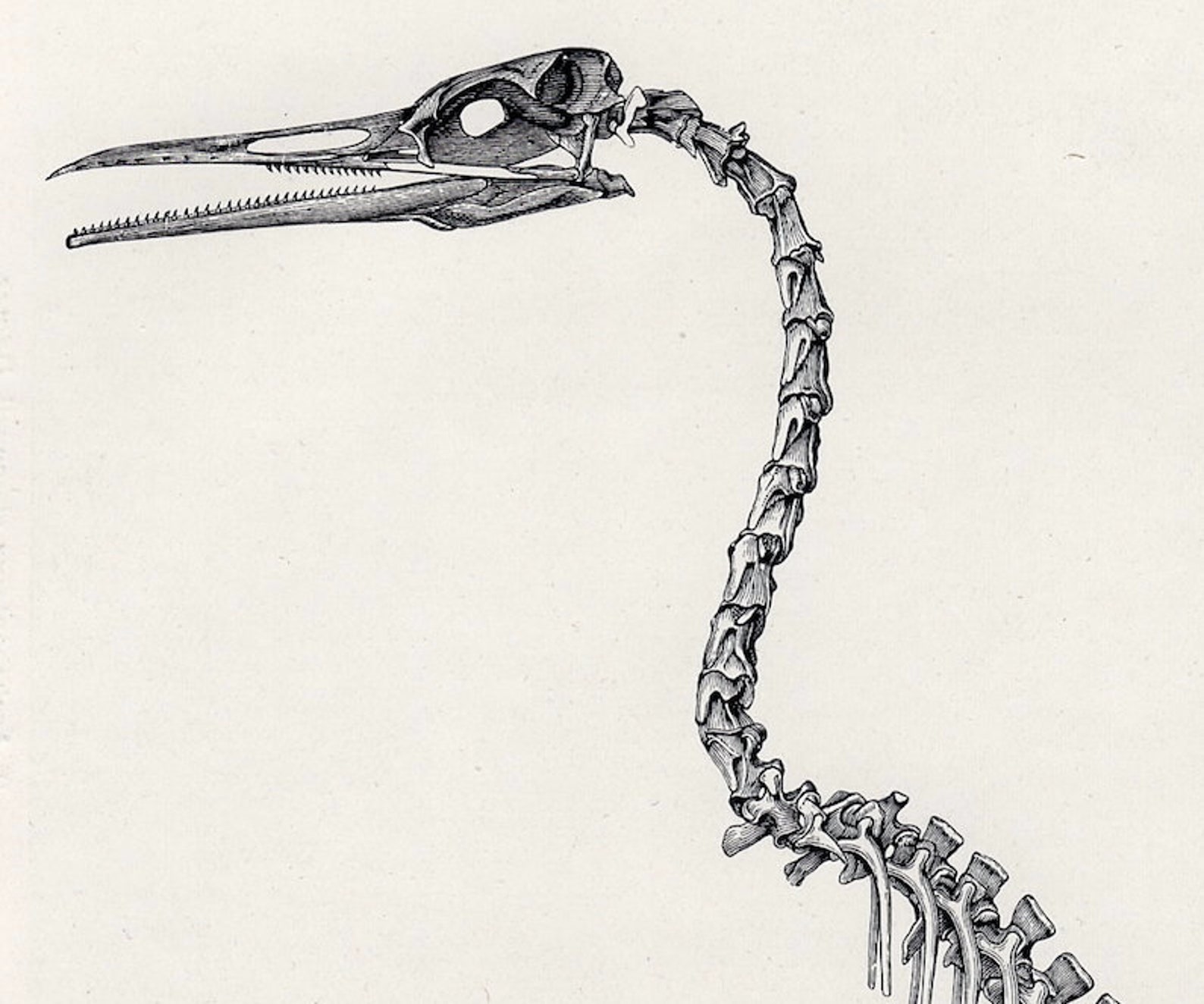 Bird Skeleton Print C 1882 Original Antique Print Extinct Etsy Bird Skeleton Print C 1882 Original Antique Print Extinct Etsy