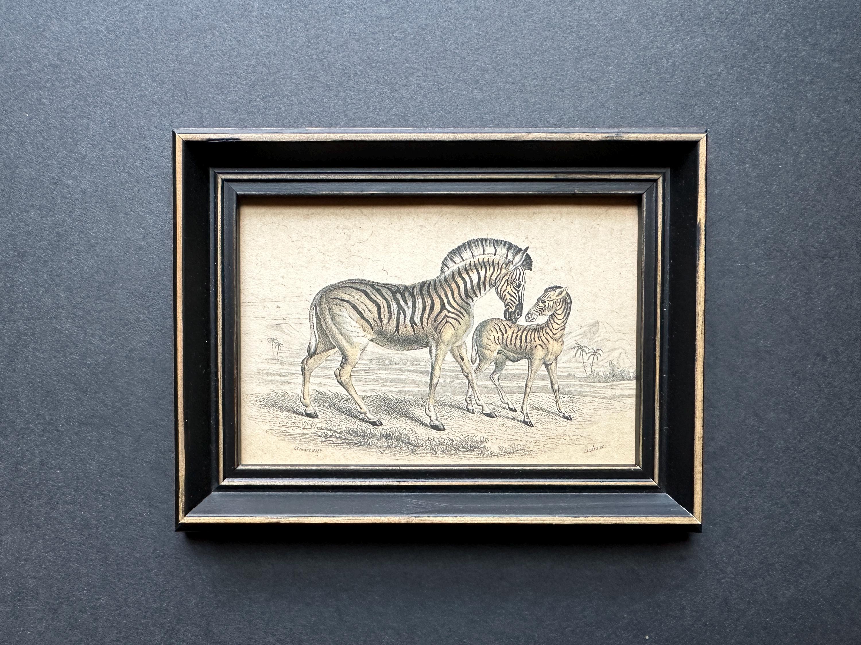 1970年代｜アメリカ｜マザーオブパールゼブラ C. 1841 FRAMED ZEBRA Engraving • Original Antique Print • African