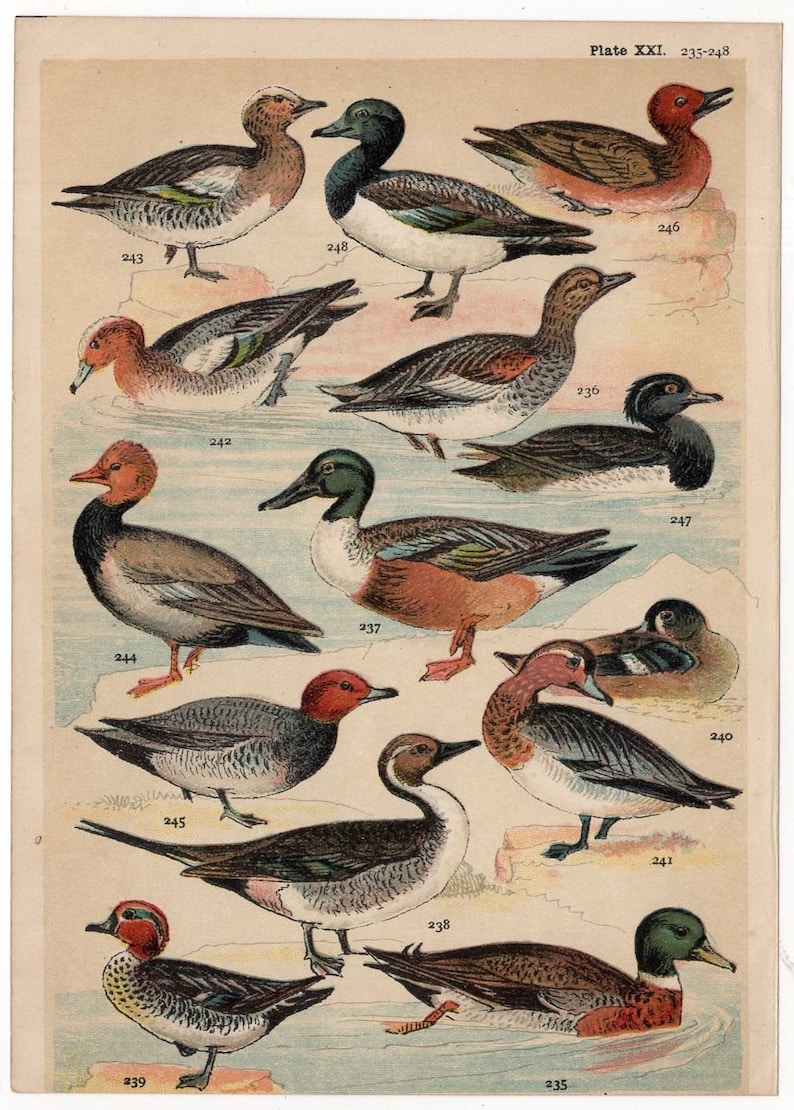1904 ANTIQUE BIRD LITHOGRAPHS ornithology prints water birds original antique bird prints set of 2 ducks mallard waterbirds c