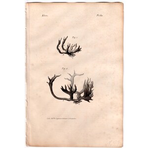 c. 1830 ANTLERS engraving • original antique print • animal anatomy print • deer antlers • elk antlers • antler print • animal horns print
