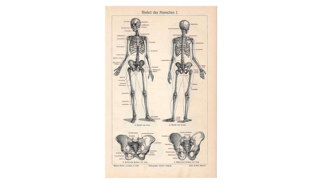 C. 1894 SKELETON HUMAN ANATOMY Lithograph • Original Antique Print ...