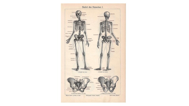 C. 1894 SKELETON HUMAN ANATOMY Lithograph • Original Antique Print ...