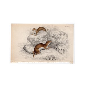 May include: A vintage illustration of two weasels, one brown and one white, on a rock with foliage. The image is titled "The Weasel" and "Plate 32."