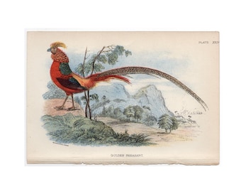 May include: A vintage illustration of a Golden Pheasant, a bird with a long, flowing tail, standing on a rock with a mountain and trees in the background. The bird is red, yellow, and green with a long, flowing tail. The text "PLATE XXIX" and "GOLDEN PHEASANT" are printed below the image.
