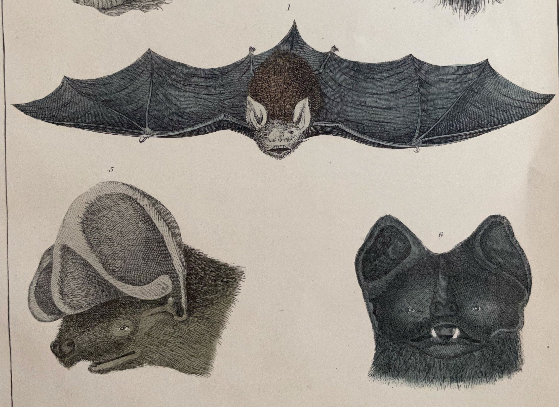 C. 1852 CHAUVES-SOURIS gravure impression antique originale impression de  chauve-souris décor d'Halloween Chiroptera chauve souris chauve-souris  vampire coloré à la main -  Canada