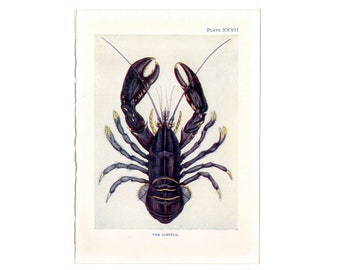 c. 1907 THE LOBSTER lithograph • original antique print • sea life • ocean print • American Lobster • rare blue lobsterprint • Homarus