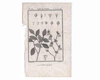 c. 1775 ANTIGUO grabado BOTÁNICO • impresión antigua original • Buffon botánicos • impresión de plantas flores jardín • impresión botánica •