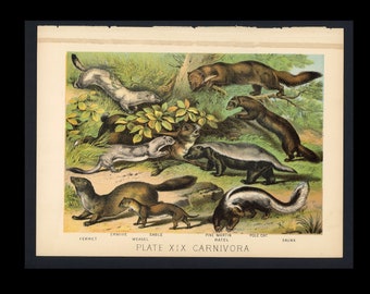 c. 1880 WEASELS ERMINE SABLE lithograph • original antique print • ferret, pine martin, ratel, pole cat, skunk • carnivora animals