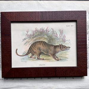 EXTINCT! c. 1896 THYLACINE lithograph • framed original antique print • Australian animal • marsupial  • Tasmanian tiger • Tasmanian tiger