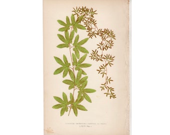 c. 1872 FERN lithograph • original antique print • Lowe botanical print • green ferns print • fern print • portion of frond