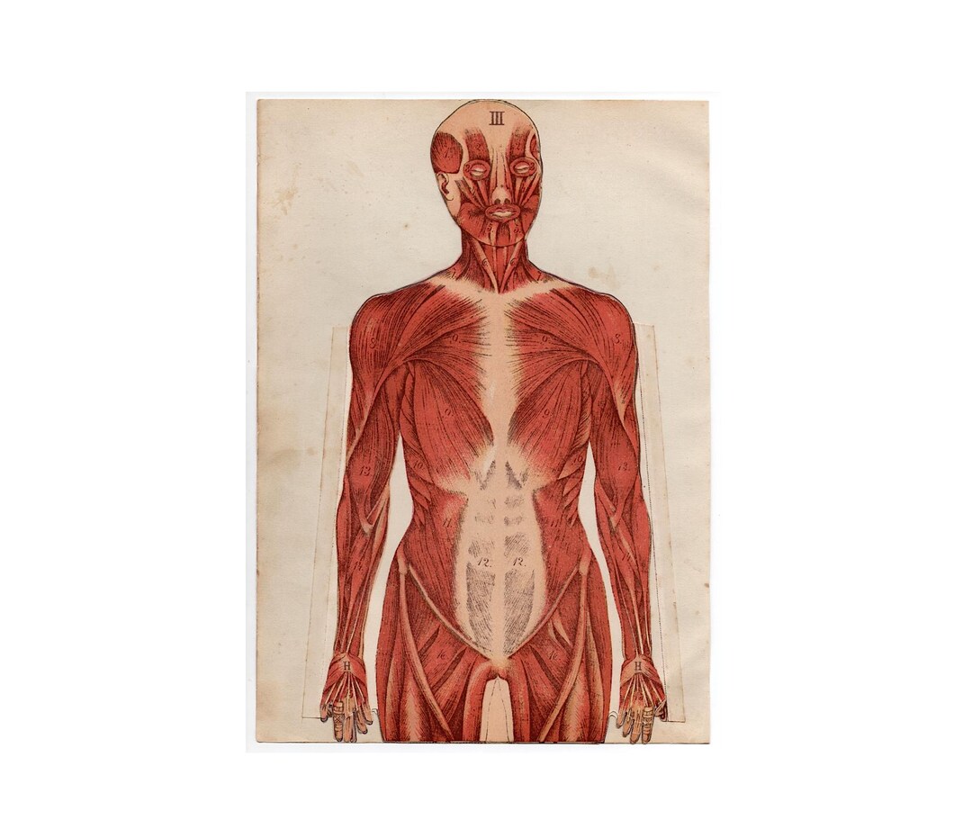 C.1910 HUMAN ANATOMY Lithograph • Original Antique Print • Interactive ...