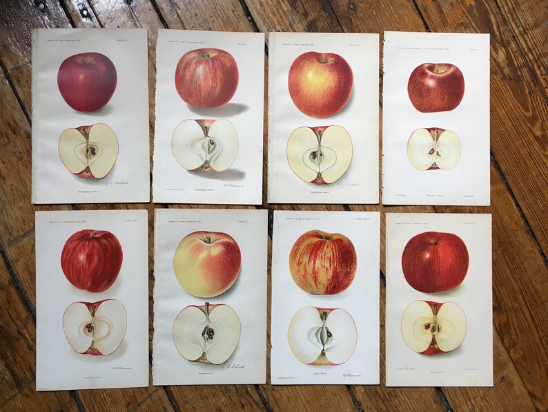 antique botanical print 1908 APPLE PRINT antique fruit print c williams apples original antique lithograph
