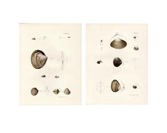 ok. 1843 r. Odbitki MUSZLI MORSKICH • oryginalne antyczne odbitki • odbitki muszli morskich • odbitki przedstawiające czesanie na plaży • sztuka przedstawiająca dom na plaży • odbitki przedstawiające mięczaki • zestaw 2 sztuk