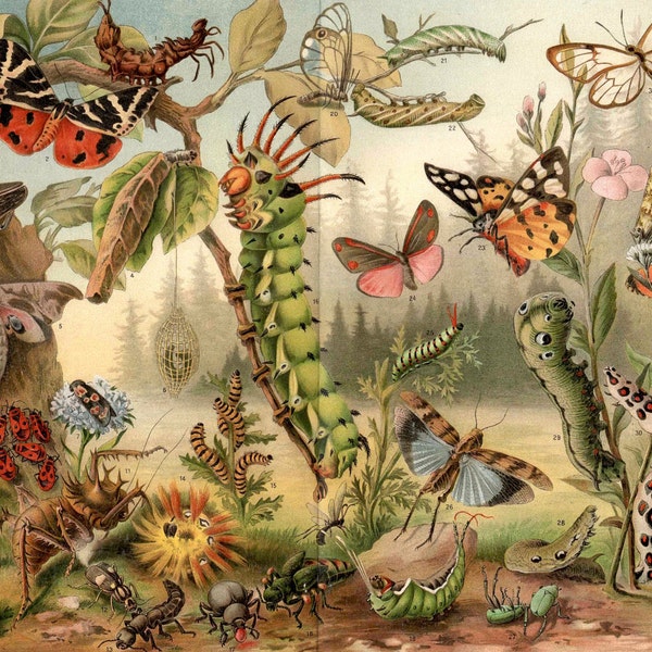 1894 butterfly caterpillar original antique insect print