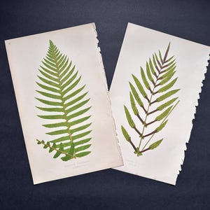 c. 1872 FERN lithographs • set of 2 original antique prints • Lowe botanical print • green ferns print • fern frond print • fern prints