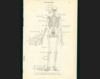 人体骨格解剖学 ヴィンテージ 1940 年代 高解像度デジタル画像 図 骨