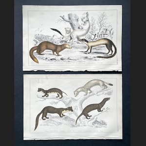 c. 1856 WEASEL FAMILY lithographs   • set of 2 original antique prints • hand colored • Goldsmith • weasels, polecat, ferret ermine