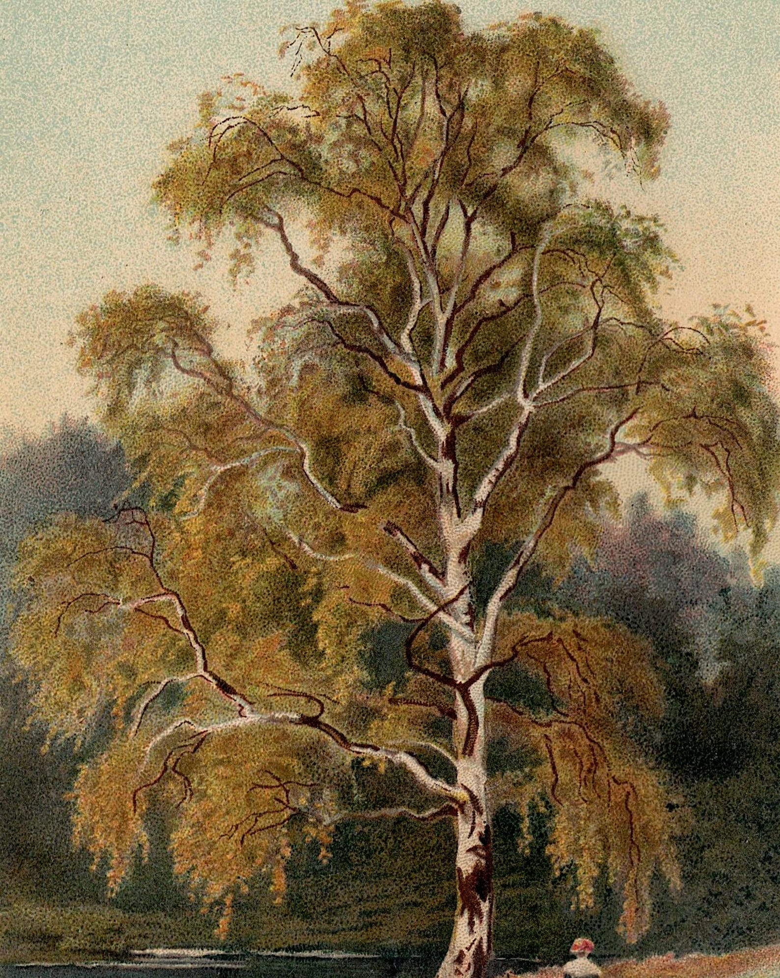 C 1888 SILVER BIRCH TREE Lithograph Original Antique Print Tree c-1888-silver-birch-tree-lithograph-original-antique-print-tree